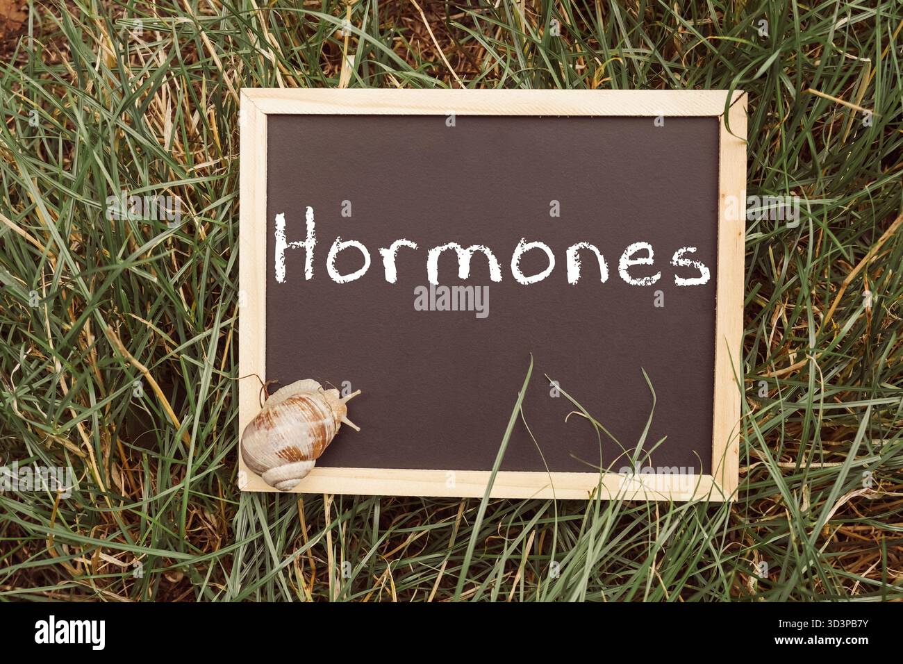 Lavagna con la parola ormoni scritta sopra. Una piccola lumaca è seduta sulla lavagna Foto Stock