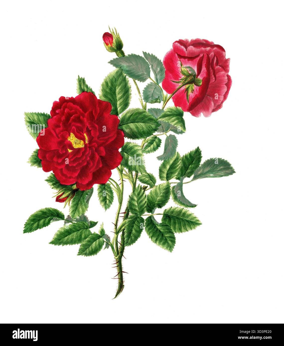 Kulturpflanze, Edelrose, Blüte, Rose Rosa Centifolia, Double Velvat Rose, illustrazione, Reproduktion von einer Vorlage aus dem 19. Jahrhundert. Authen Foto Stock