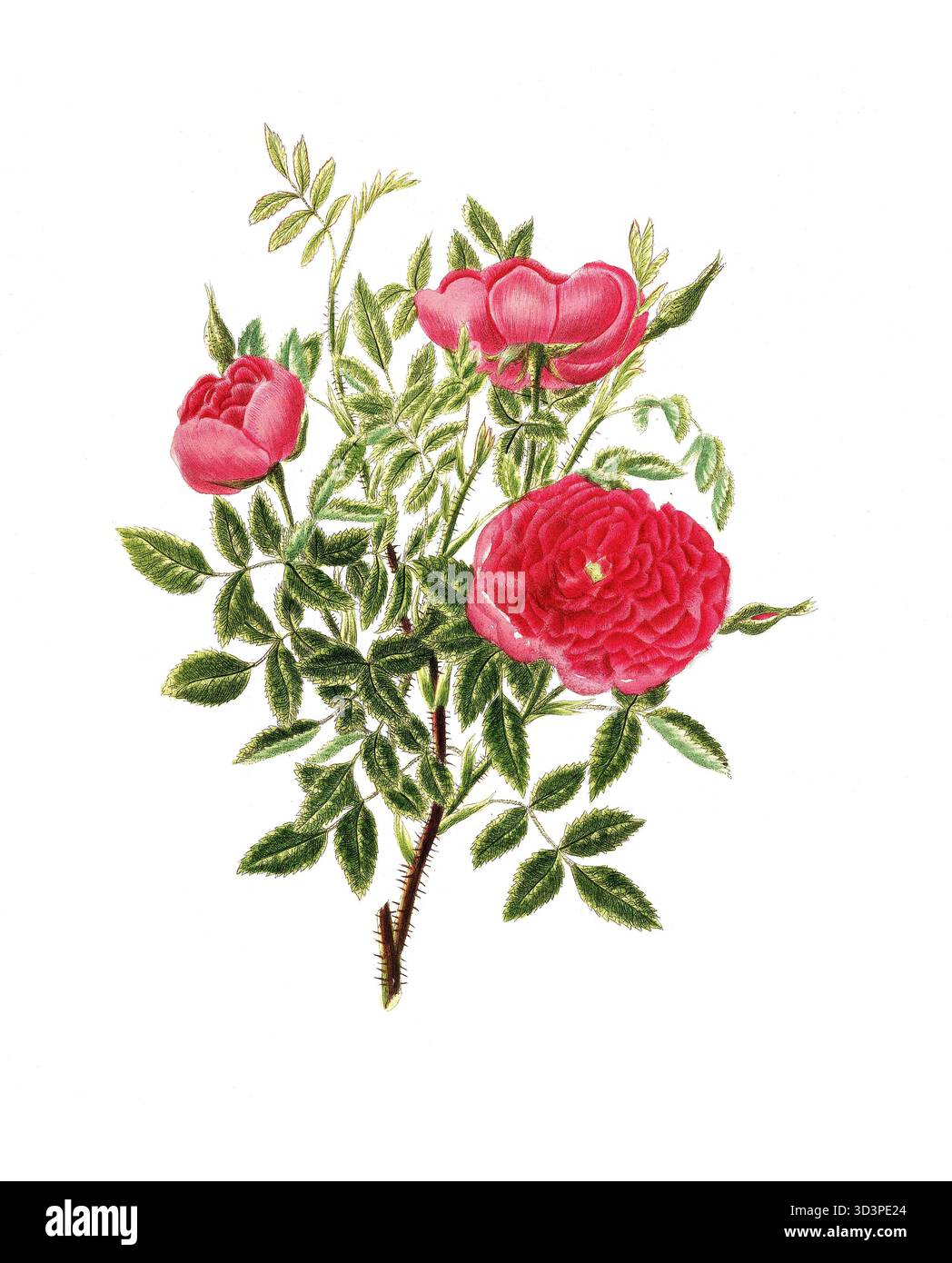 Kulturpflanze, Edelrose, Blüte, Rose Rosa centifolia, rosa di Borgogna, illustrazione, Reproduktion von einer Vorlage aus dem 19. Jahrhundert. Autore Foto Stock