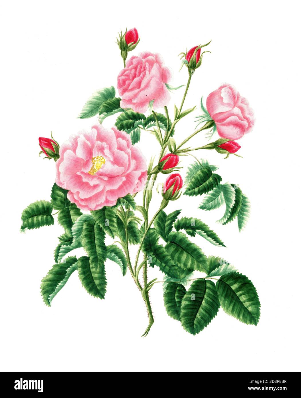Kulturpflanze, Edelrose, Blüte, Rose Rosa gallica, Royal Virgin Rose, illustrazione, Reproduktion von einer Vorlage aus dem 19. Jahrhundert. Authentisc Foto Stock
