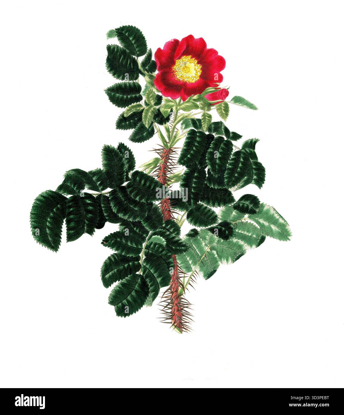Kulturpflanze, Edelrose, Blüte, Rose Rosa ferox, rose di ricci, illustrazione, Reproduktion von einer Vorlage aus dem 19. Jahrhundert. Authentisch, da Foto Stock