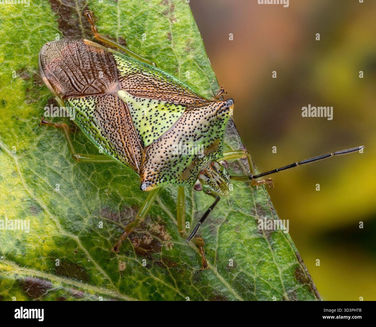 Hawthorn Shieldbug (Acanthosoma emorroidale) ben mimetizzato sulla foglia di edera. Tipperary, Irlanda Foto Stock