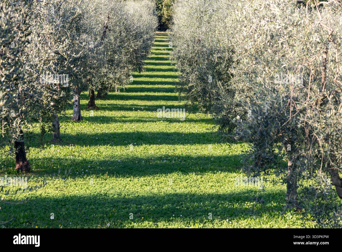File dritte di ulivi che formano un modello ritmico di alternanza di luce solare e ombra su erba verde brillante, creando profondità e armonia visiva Foto Stock