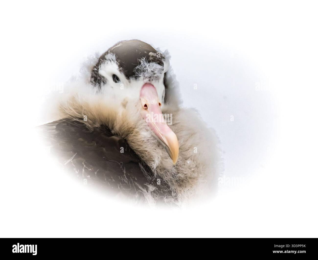 albatross pulcino su sfondo bianco, riposa e aspetta i suoi genitori sull'Isola della Georgia del Sud, regione Antartica Foto Stock