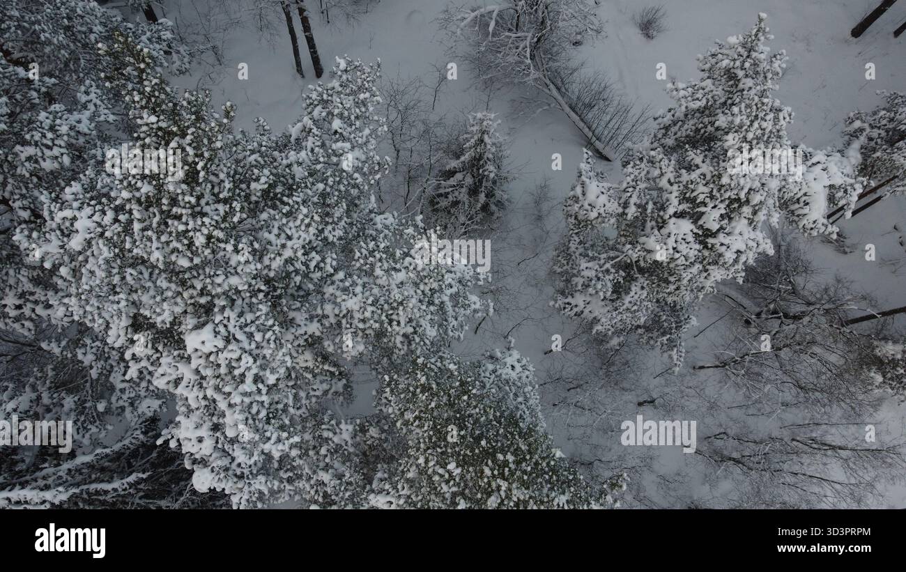 Vista aerea della pineta innevata in inverno Foto Stock