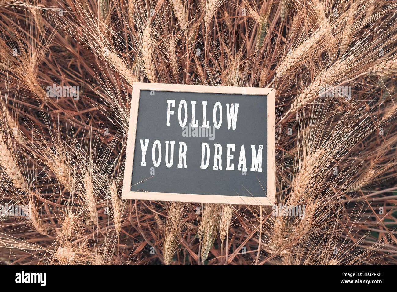 Il cartello con la scritta Segui il tuo sogno è collocato in un campo di erba alta. Il cartello è circondato dall'erba, facendolo risaltare e apparire come se fosse un Foto Stock