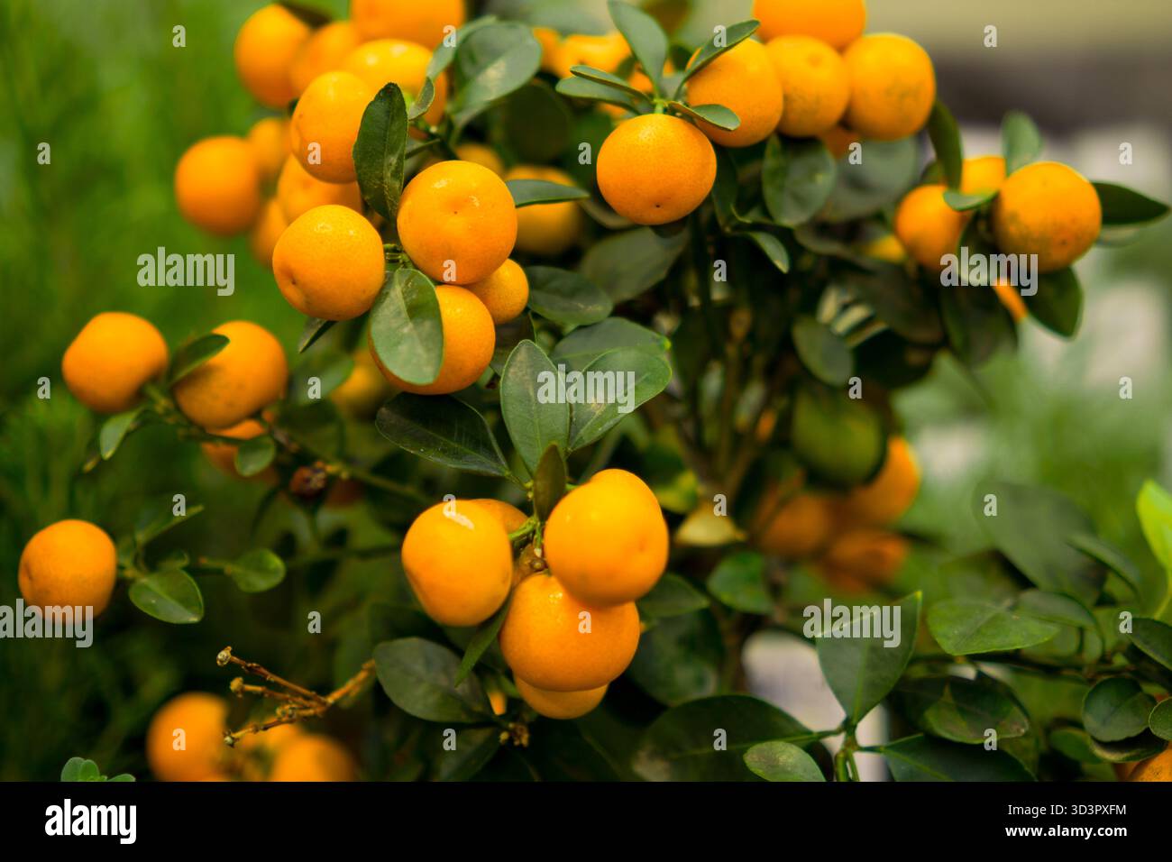 Arance mandarino fresche mature appese su un ramo verde con luce soffusa naturale e sfondo sfocato. Foto Stock