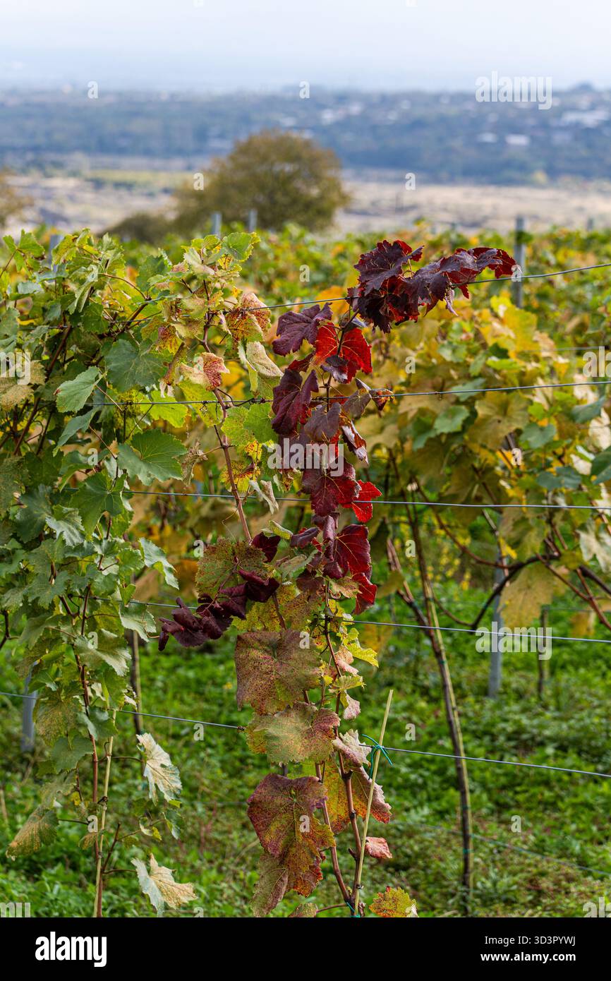 Il vivace fogliame autunnale colora il paesaggio di un vigneto georgiano, con filari di viti che si affacciano su una pittoresca valle. Le foglie passano da gr Foto Stock