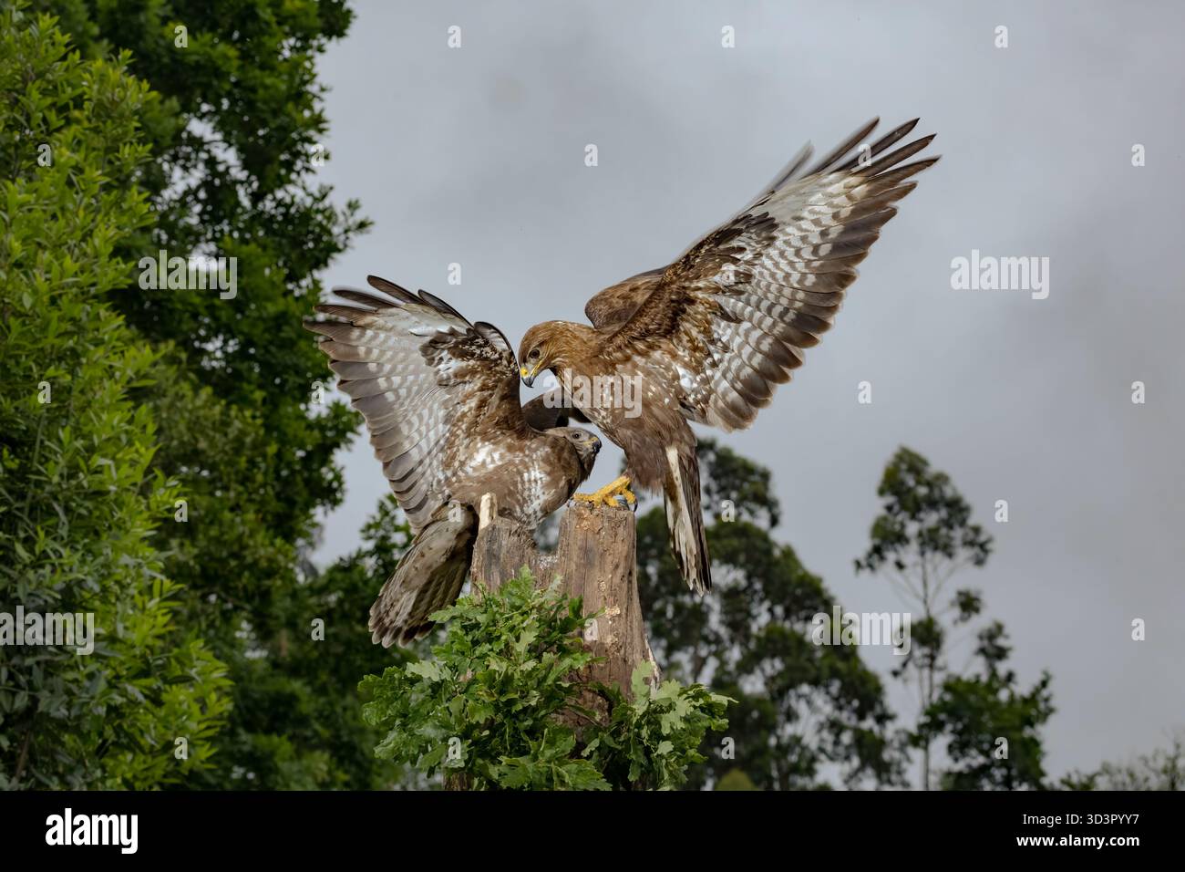 Buteo buteo, noto anche come il ronzio comune, arroccato su un ceppo d'albero in mezzo al verde fogliame nel lussureggiante paesaggio delle Asturie, in Spagna, durante una luminosa S Foto Stock