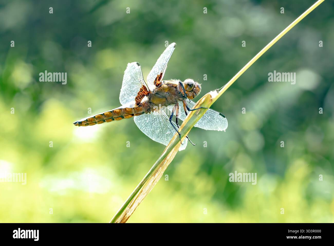 Primo piano di una libellula arroccata su un tronco di erba in un paesaggio estivo nelle Asturie, in Spagna, che mostra ali delicate e dettagli vivaci su un rigoglioso Foto Stock