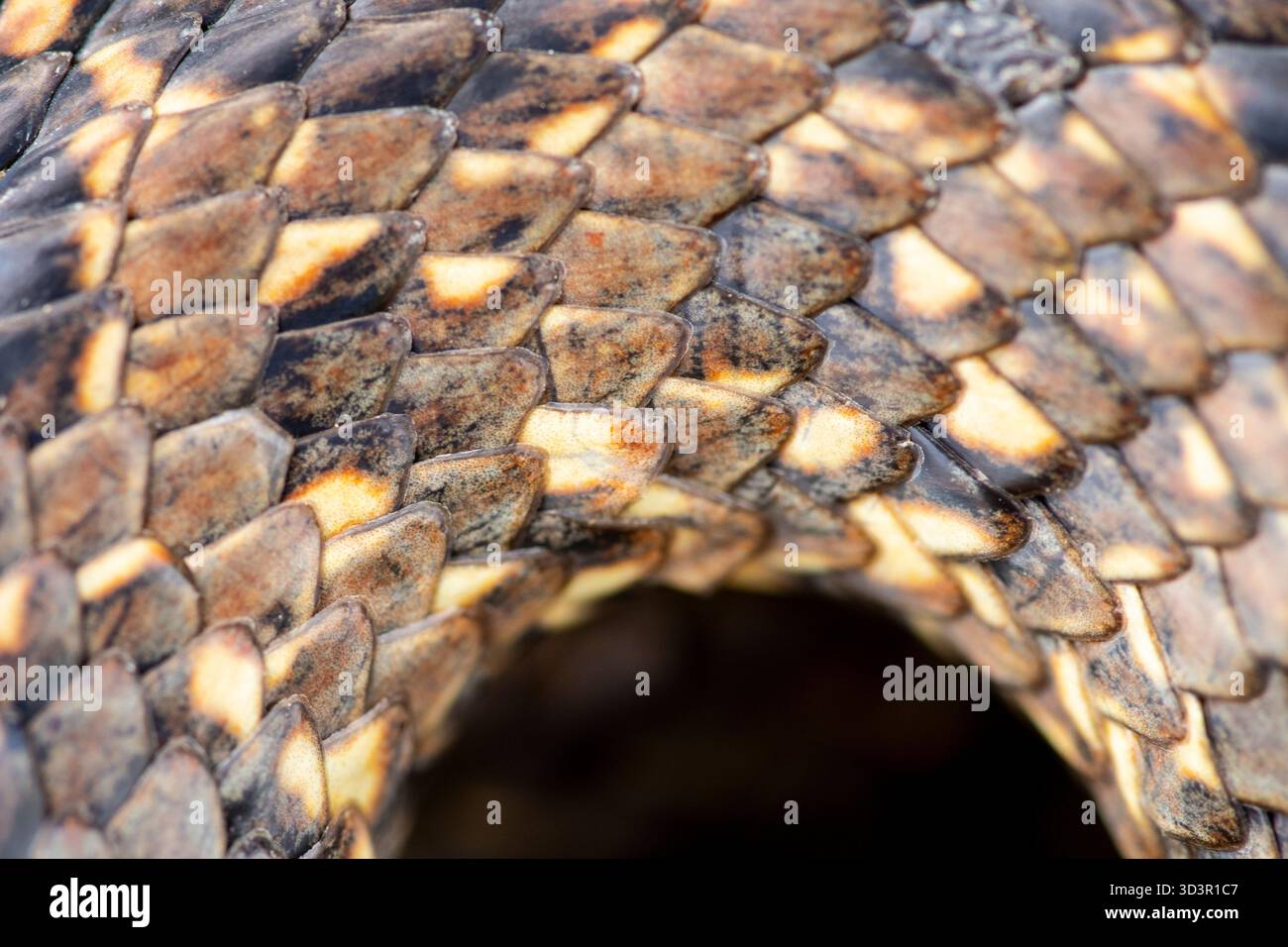 Primo piano dettagliato delle squame del serpente a ferro di cavallo, con texture e motivi unici. Originario della penisola iberica, questo rettile è conosciuto Foto Stock