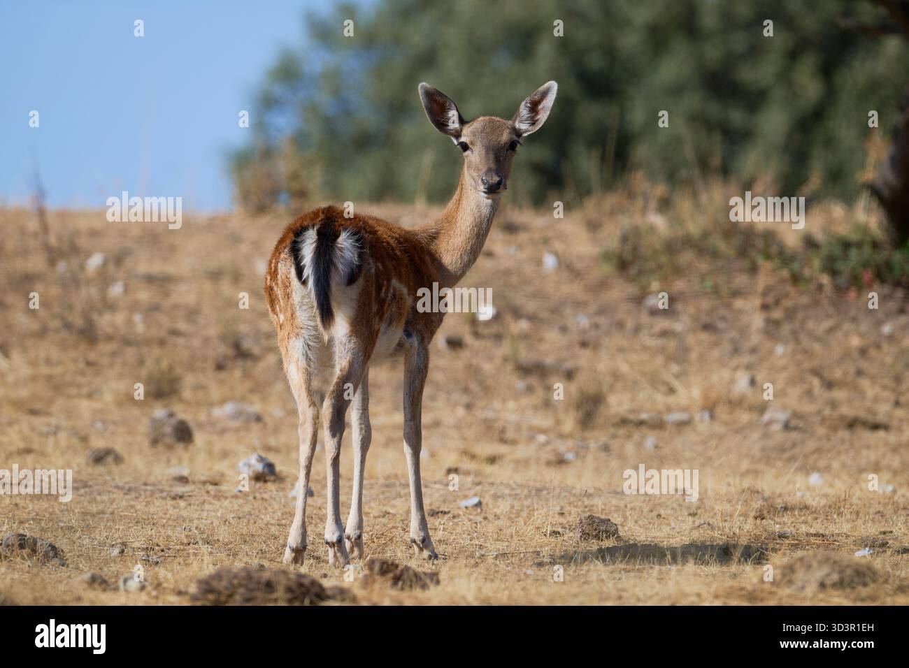 Una femmina solitaria di cervi si erge nel paesaggio autunnale, con le orecchie arroccate e gli occhi attenti. L'erba secca e le pietre sparse esaltano la stagione" Foto Stock