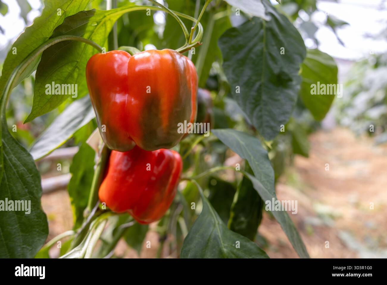I vivaci peperoni rossi prosperano in un'azienda agricola biologica, mostrando l'abbondanza della natura. Vegetazione lussureggiante circonda le piante sane, enfatizzando la sostenibilità Foto Stock