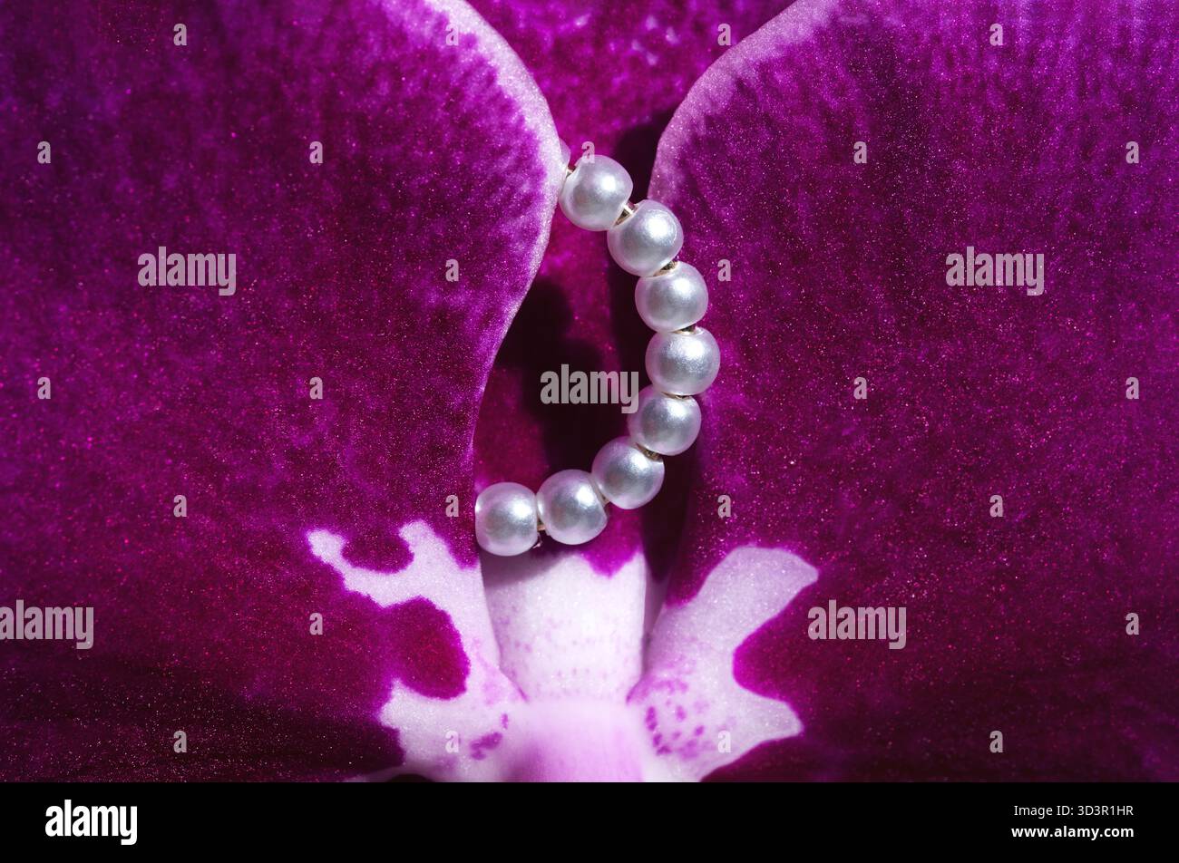 Un incredibile primo piano di un vibrante fiore di orchidea viola con un orecchino con perle bianche. L'elegante combinazione mette in risalto la bellezza naturale e la lux Foto Stock