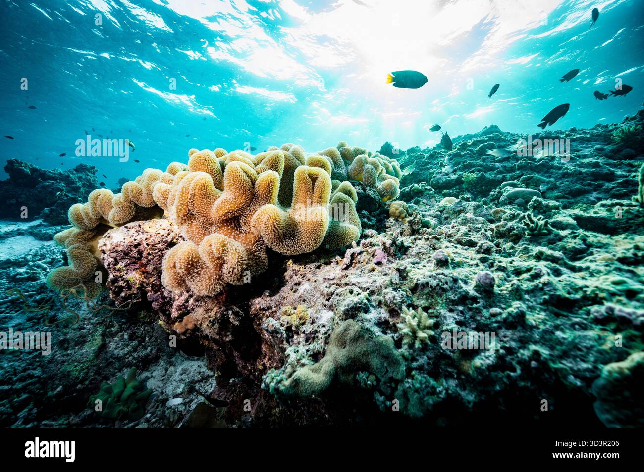 Corallo nelle acque poco profonde delle Maldive Foto Stock