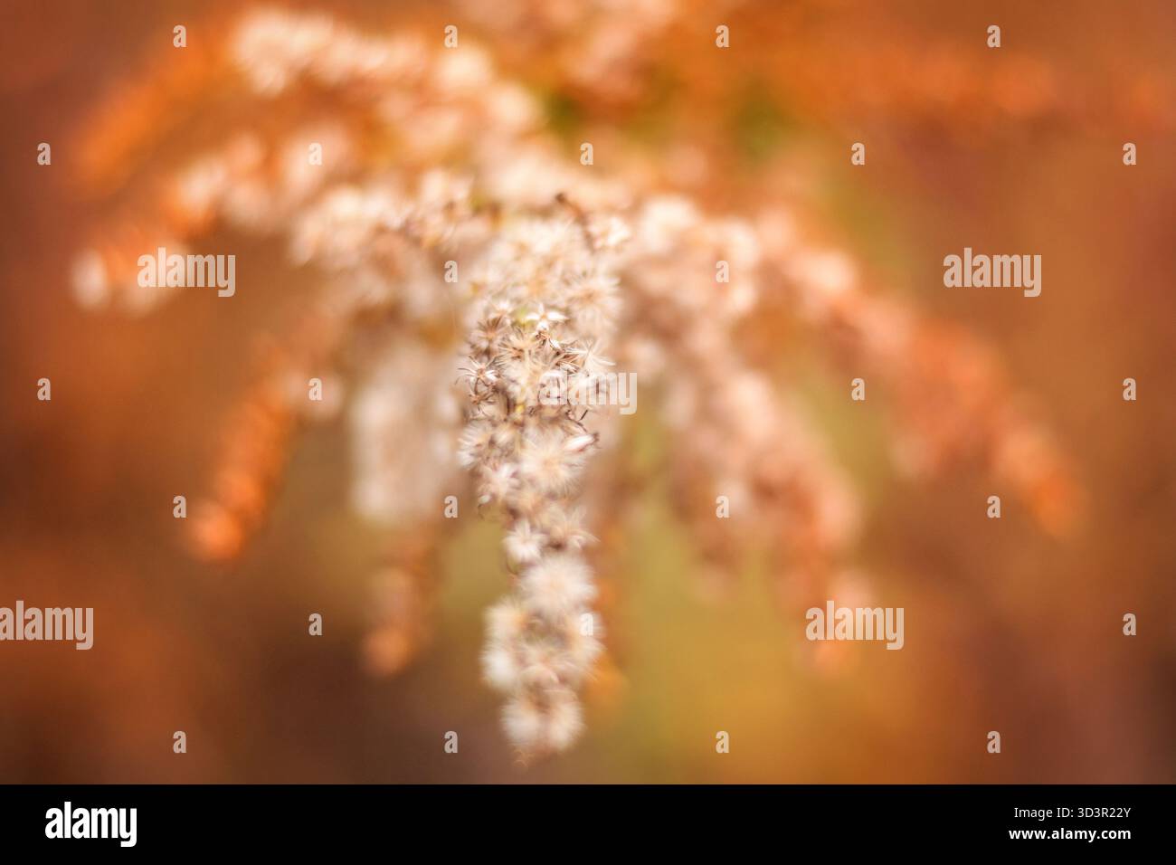 In autunno potrai ammirare da vicino i fiori di verga d'oro sfocati Foto Stock