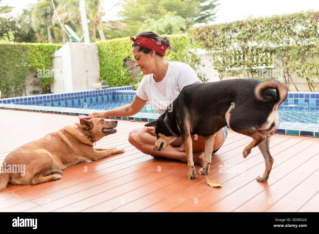 Una donna siede accanto a una piscina e si impegna gioiosamente in una routine di rifinitura con i suoi due cani tailandesi. L'ambiente è sereno e pieno di verde, Highlighti Foto Stock