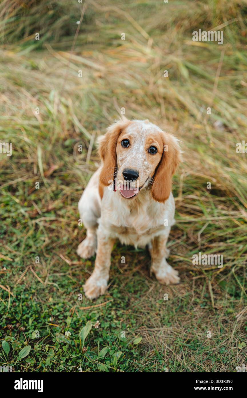 Un energico cane da caccia spaniel siede felicemente in un campo erboso. La sua espressione di allerta, le orecchie floppy e la coda agitata mostrano il suo spirito amichevole e vivace Foto Stock