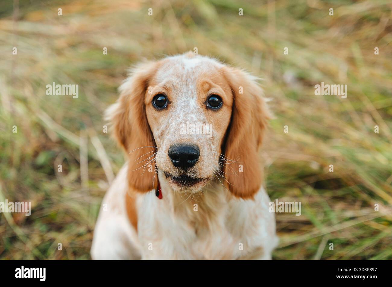 Adorabile cucciolo di spaniel da caccia con pelliccia dorata e occhi espressivi. Il cane è seduto attentamente in un campo erboso, circondato dalla terra Foto Stock