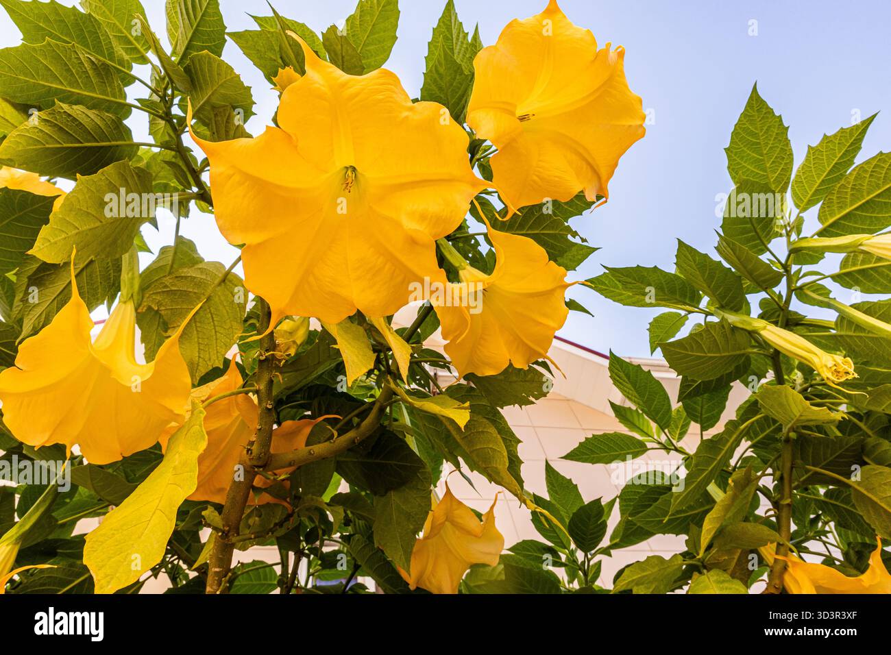 I brillanti fiori gialli di brugmansia si distinguono per le foglie verdi vivide, mostrando la loro esclusiva forma a tromba e la loro dolce fragranza sotto un blu chiaro Foto Stock