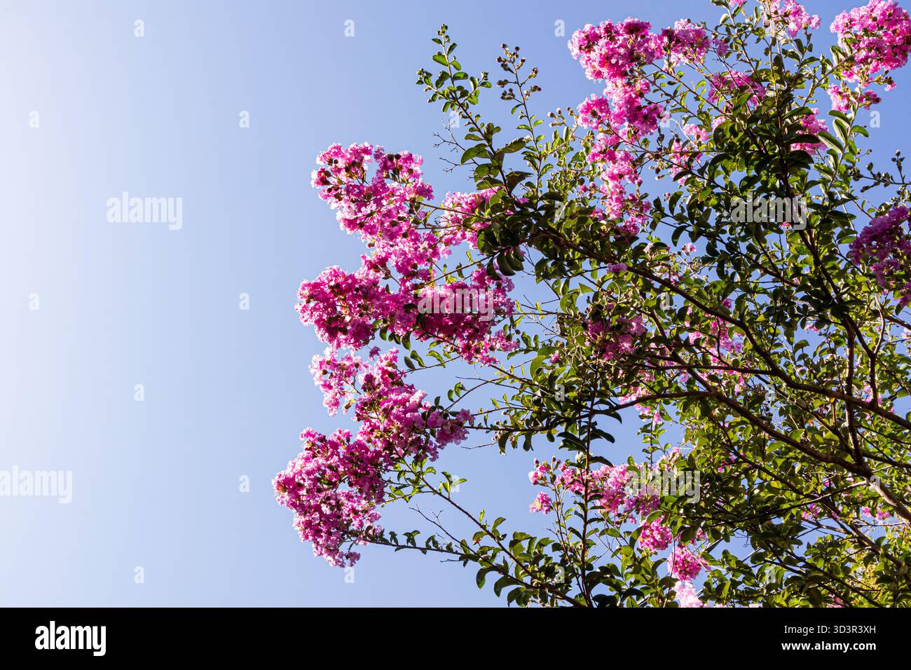 I fiori di Lagerstroemia indica rosa brillante fioriscono su un cielo blu limpido, mostrando i loro colori vivaci e i delicati petali. Questo spot di piante ornamentali Foto Stock