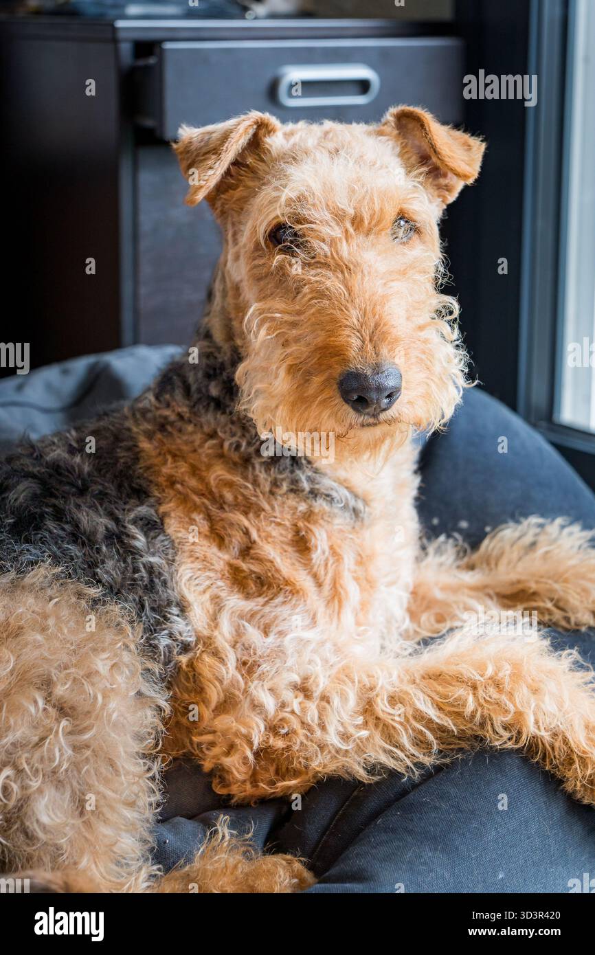 Un Airedale Terrier con una caratteristica pelliccia di velluto e un'espressione delicata si appoggia comodamente su un morbido cuscino interno. Il terrier sguardo attento trasuda wa Foto Stock