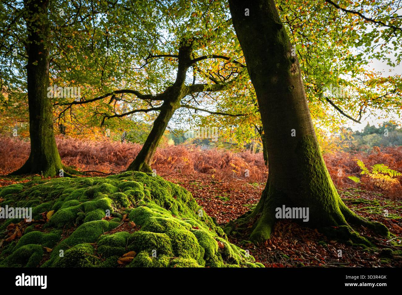 Faggi (Fagus sylvatica) e tumuli ricoperti di muschio nella calda luce autunnale del tardo pomeriggio, New Forest, Hampshire, Inghilterra Foto Stock