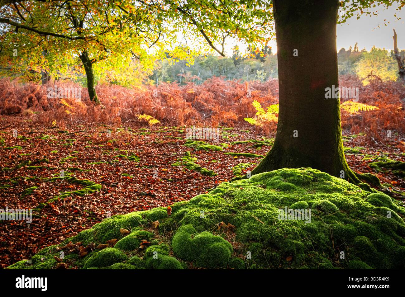 Faggi (Fagus sylvatica) e tumuli ricoperti di muschio nella calda luce autunnale del tardo pomeriggio, New Forest, Hampshire, Inghilterra Foto Stock