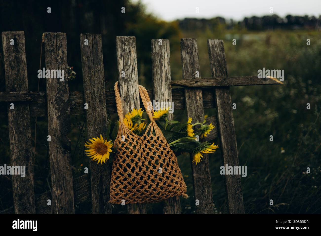 Una scena rustica presenta una recinzione in legno adornata con un girasole e una borsa in tessuto marrone. I girasoli vibranti tonalità gialle contrastano splendidamente con il loro Foto Stock