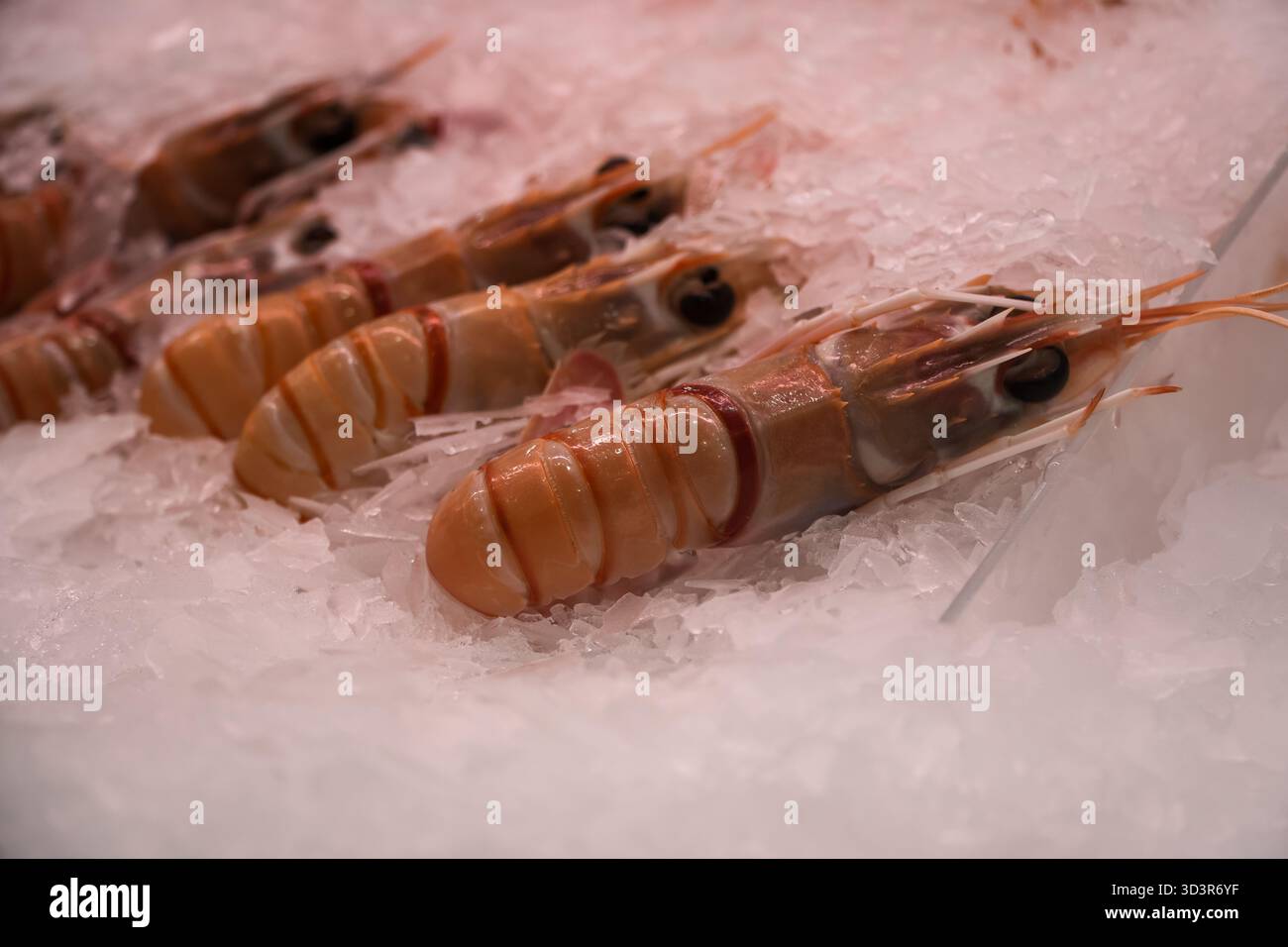 Gli scampi, noti anche come gamberi della baia di Dublino o scampi, sono esposti freschi su un letto di ghiaccio tritato, pronti per la vendita presso un banco di pesce. Foto Stock