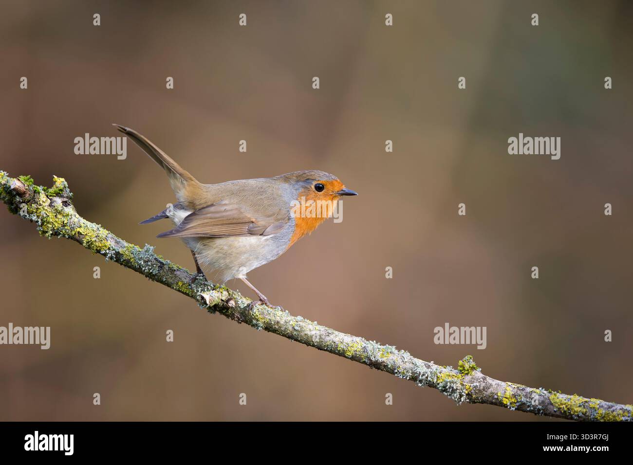 Vista laterale di un robin in posizione di allerta su un muschio e un ramo coperto di lichene. Foto Stock