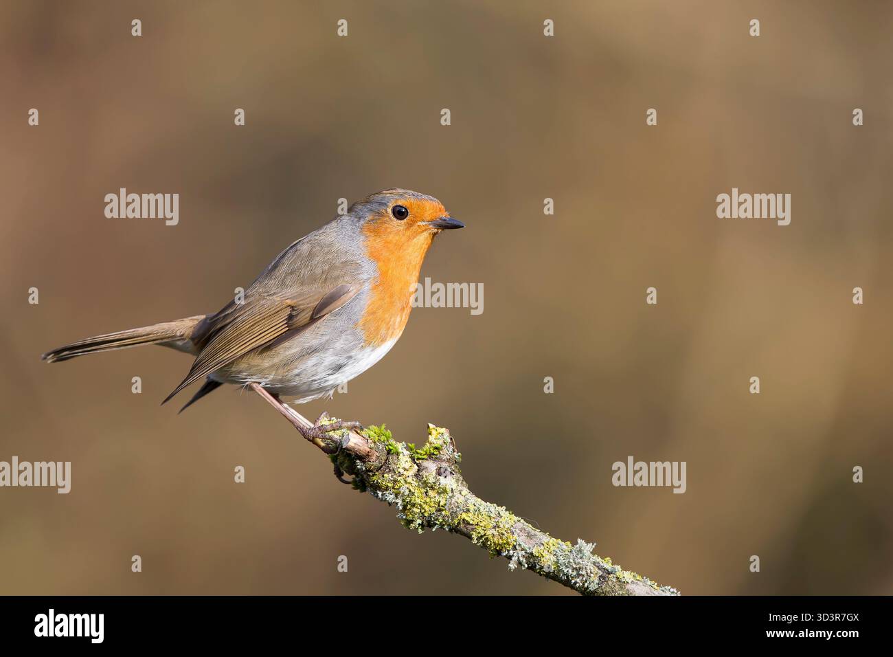 Vista laterale di un robin in posizione vigile appollaiato alla fine di un muschio e di un ramo coperto di lichene. Foto Stock
