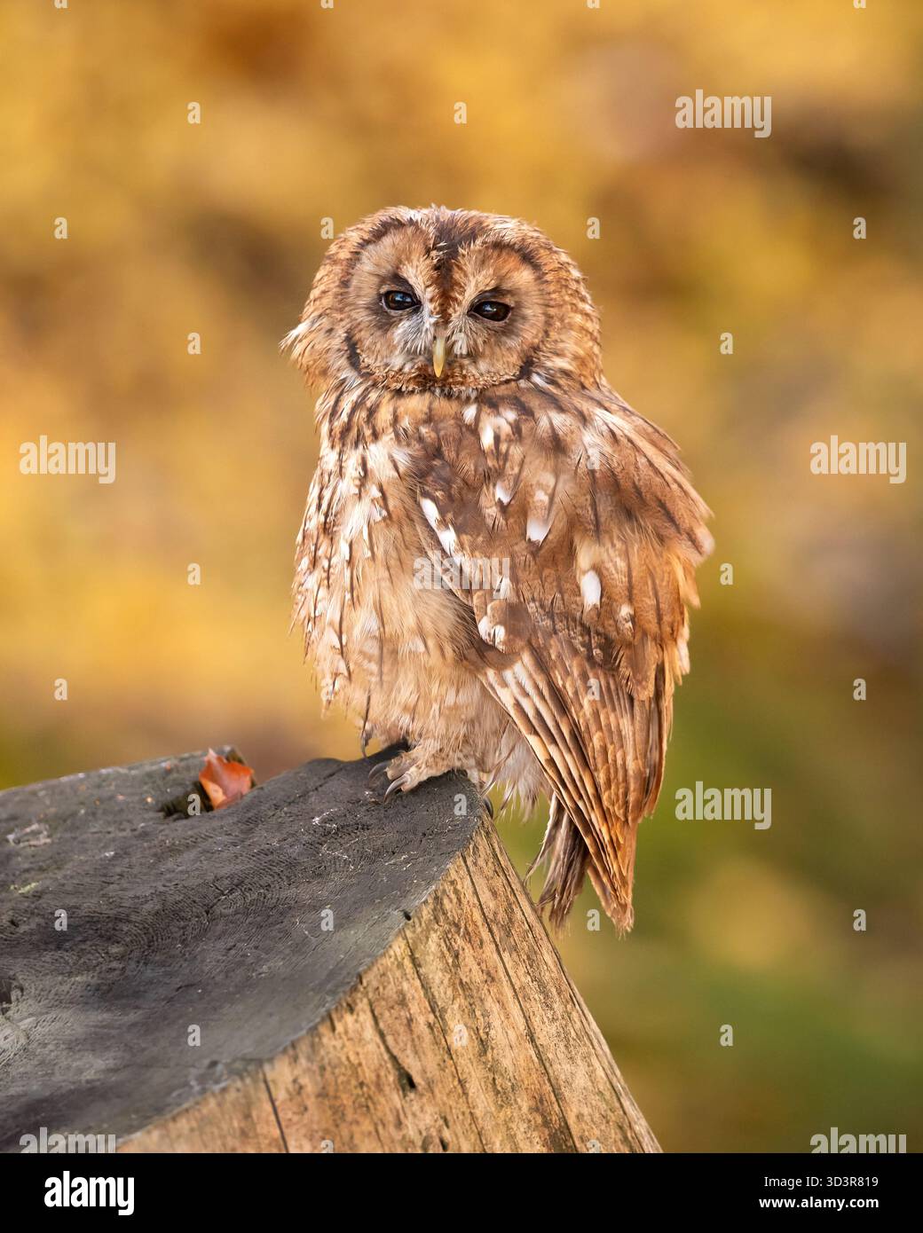 Il gufo tawny (Strix aluco), chiamato anche gufo bruno, è un gufo di medie dimensioni della famiglia Strigidae Foto Stock