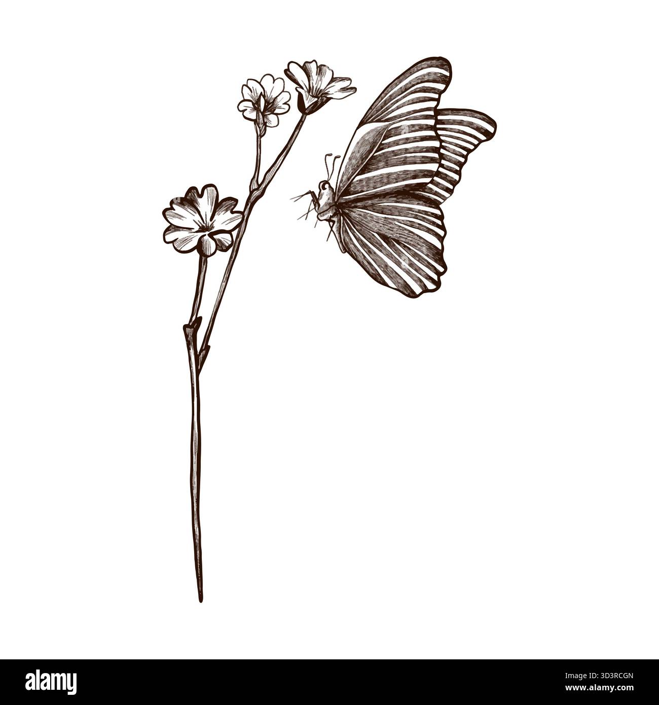 Farfalla e fiore. Immagine vettoriale disegnata a mano. Foto Stock