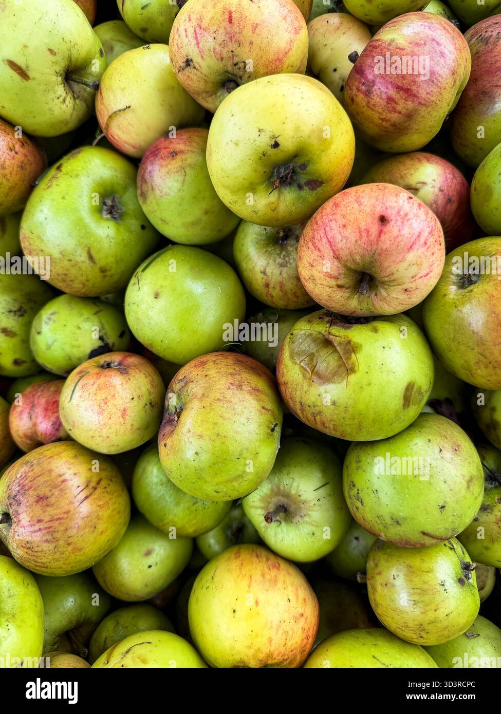 Raccolta delle mele Bramley - Immagine stock catturata con smartphone