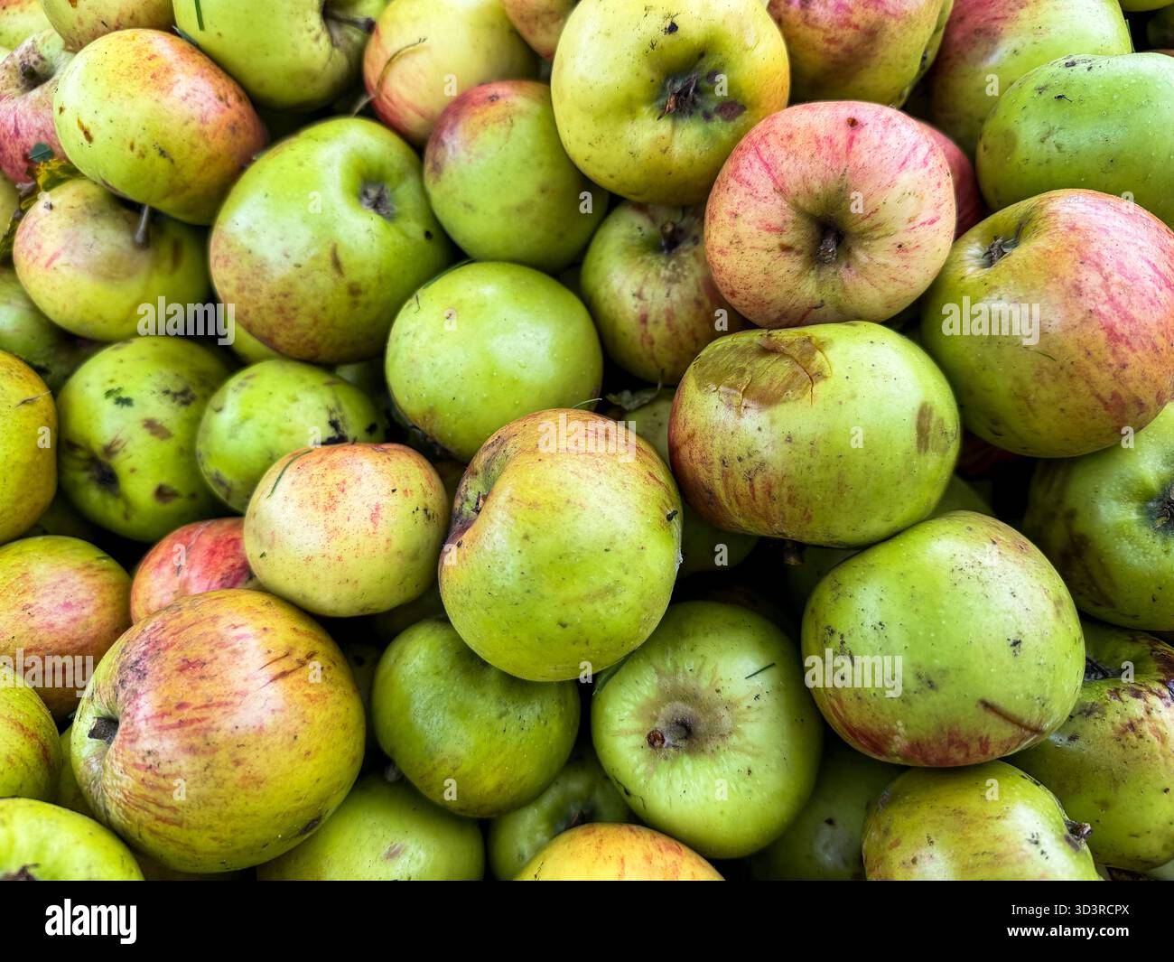 Raccolta delle mele Bramley - Immagine stock catturata con smartphone