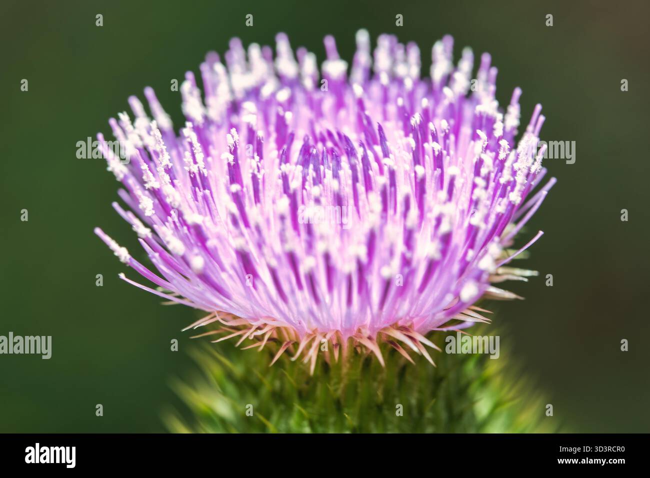 Vivace fiore di cardo viola (Cirsium) in piena fioritura, petali piccanti e bract verdi su sfondo scuro e sfocato. Foto Stock