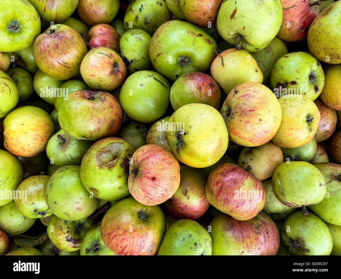 Raccolta delle mele Bramley - Immagine stock catturata con smartphone