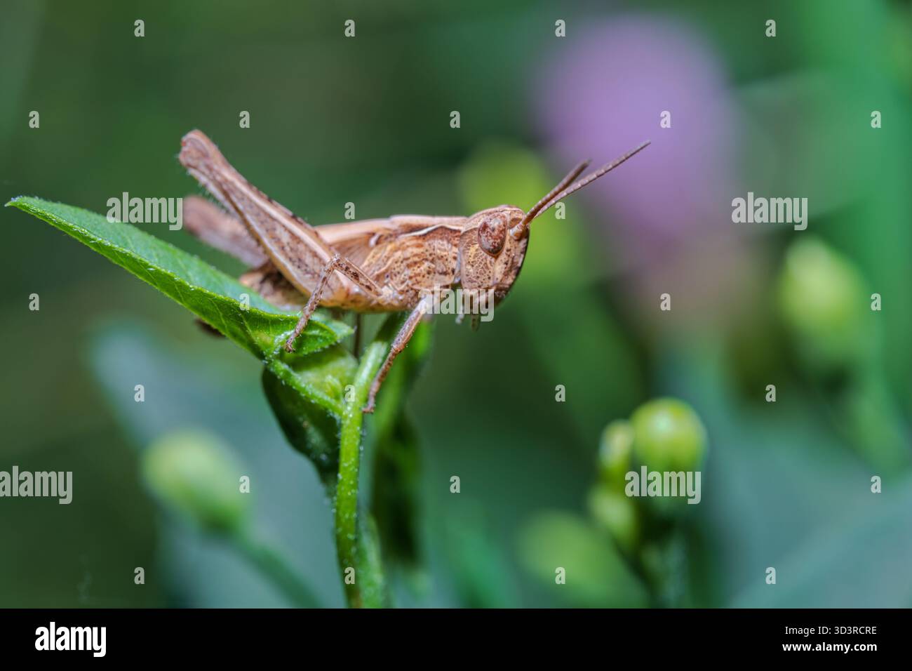 La cavalletta marrone si aggancia allo stelo verde della pianta con gocce di rugiada, texture dettagliata su sfondo floreale viola-verde sfocato. Foto Stock