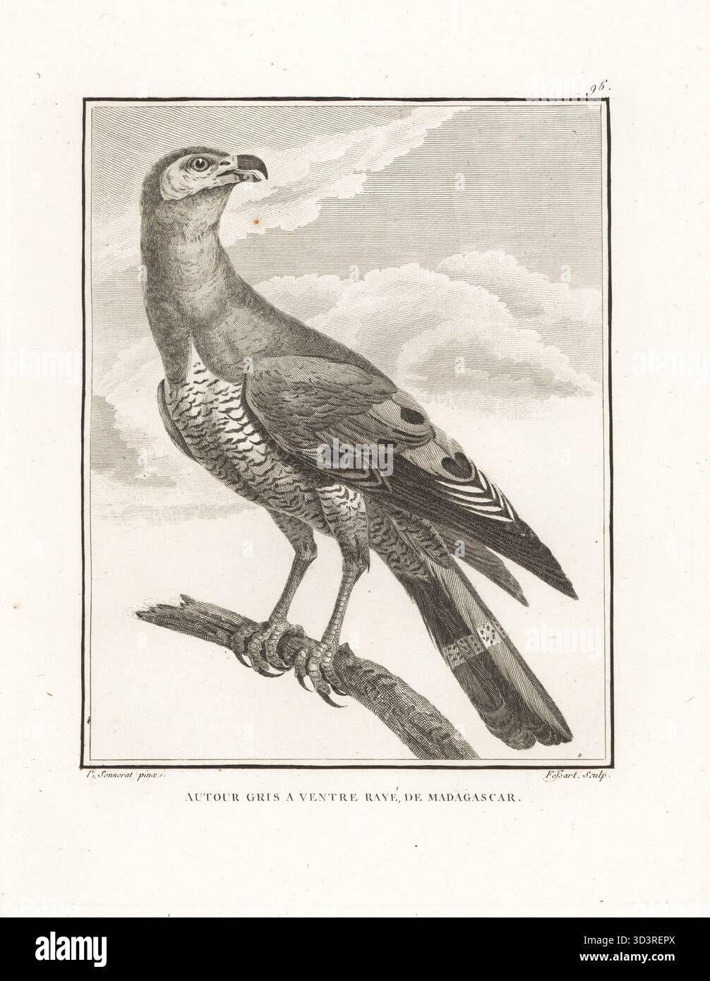 Falco corallino del Madagascar, Polyboroides radiatus. Autour gris a ventre raye de Madagascar. Incisione su lastra di Fessart dopo un'illustrazione di Pierre Sonnerat dal suo Voyage aux Indes Orientales et à la Chine (viaggio nelle Indie Orientali e Cina, Dentu, Parigi, 1806. Foto Stock