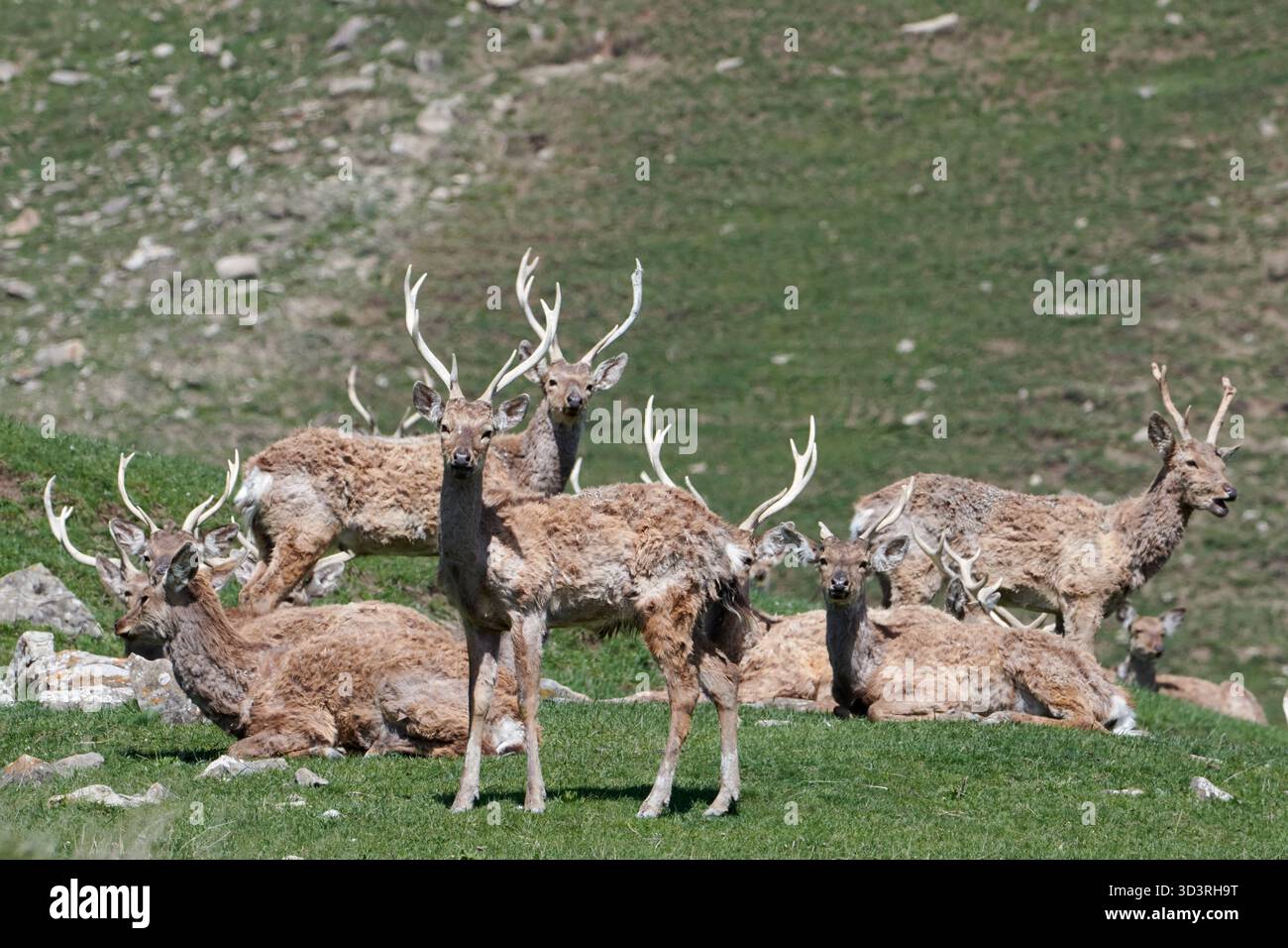 Mandria di cervi rossi maschi che riposano su un pendio erboso. Ritratto di gruppo di maestosi cervi con grandi corna durante lo spargimento primaverile. Shamakhi, Azerbaigian. Foto Stock