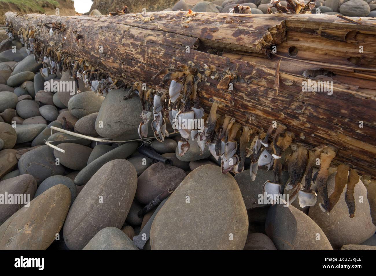 I barnacoli di Goose e Gooseneck crescono su un vecchio tronco spiaggiato Foto Stock