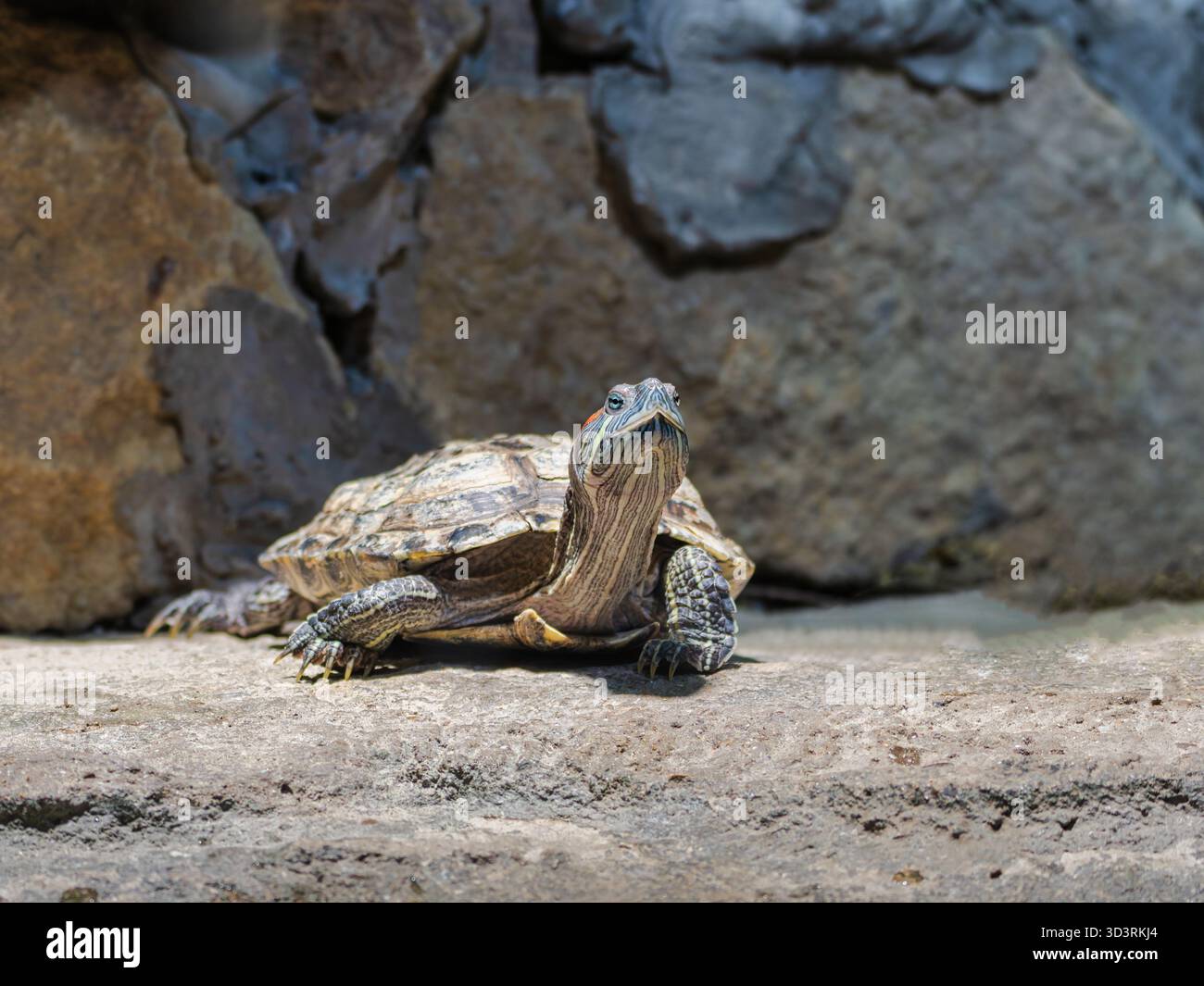 Primo piano frontale di una tartaruga di scorrimento con orecchie rosse (Trachemys scripta elegans) che guarda direttamente la telecamera su una superficie rocciosa con una pietra scura e ruvida. Foto Stock