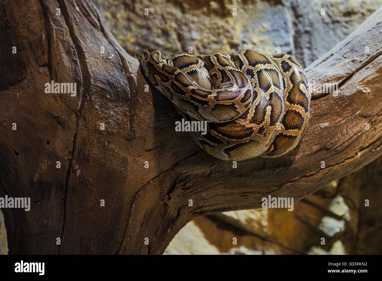 Il grande Pitone birmano si avvolge ermeticamente attorno a un ramo di albero strutturato, mostrando intricati motivi marroni e dorati in un terrario. Foto Stock