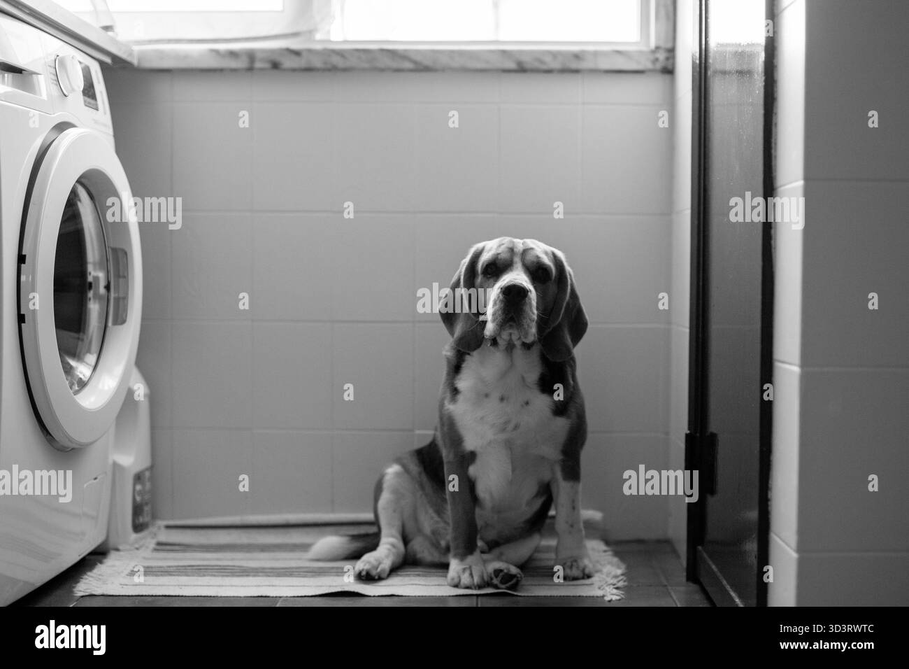 Un Beagle aspetta pazientemente nella lavanderia Foto Stock