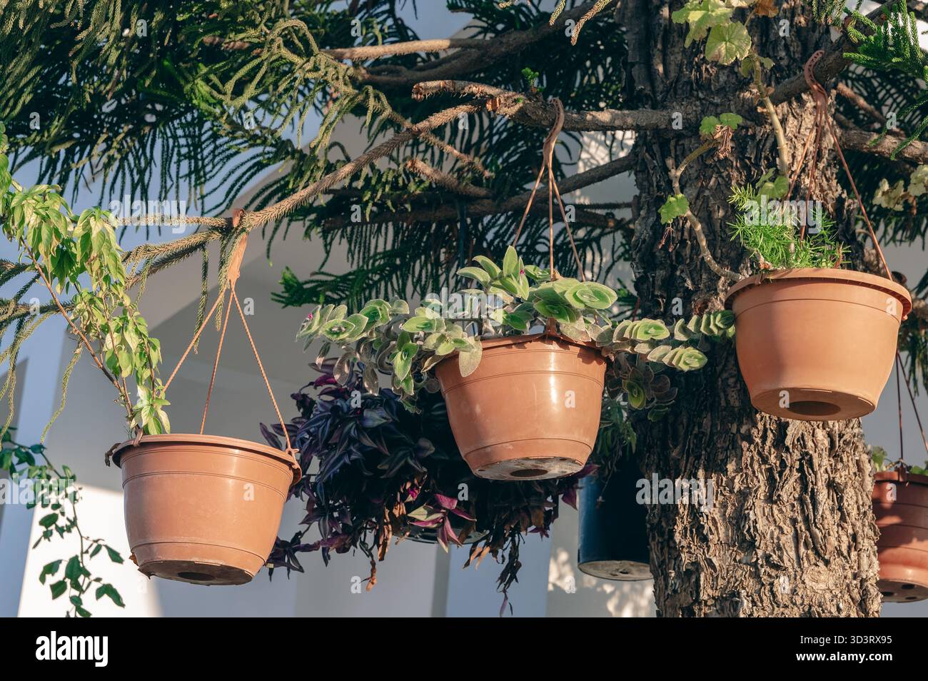 Albero illuminato dal sole con vasi appesi, ceramica decorativa drappeggiata sotto l'albero illuminato dal sole, tranquillo cortile con fogliame misto e fioriere sospese Foto Stock