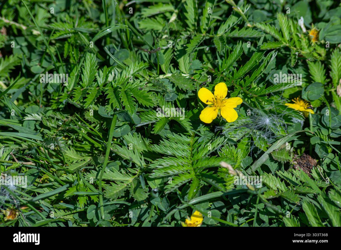 Silverweed Potentilla anserina mostra fiori gialli luminosi in un vivace fogliame verde in un campo illuminato dal sole durante la primavera, creando una vivace e naturale Foto Stock