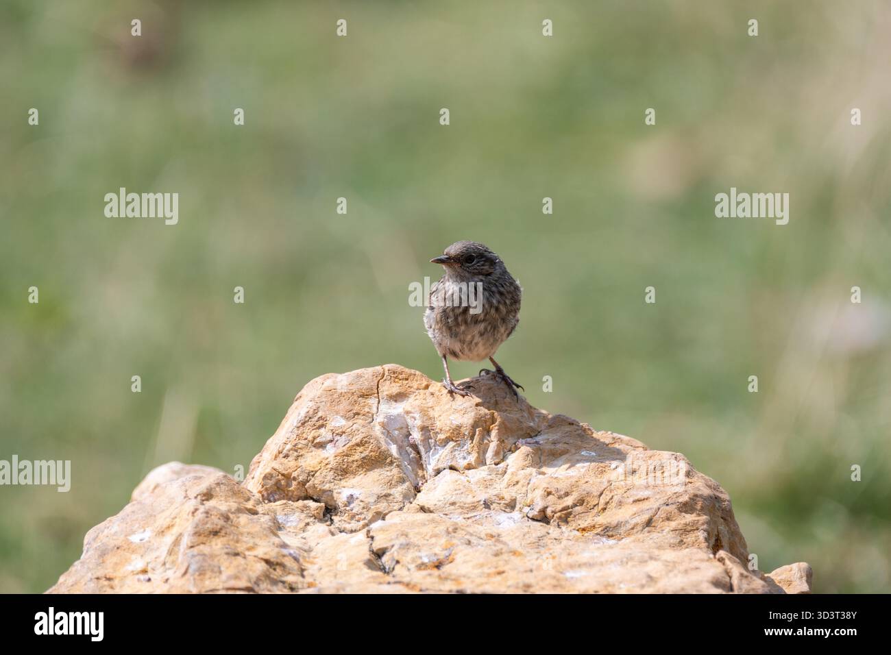 Wheatear settentrionale, wheatear, Oenanthe oenanthe, giovanile su una roccia, Coll de Pal, Catalogna, Spagna Foto Stock