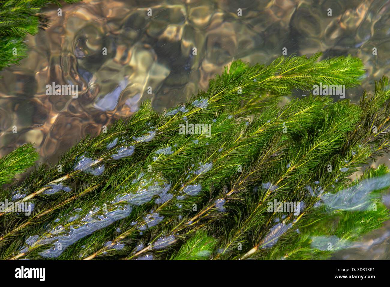 Lussureggianti piante di coda di rondine e di carpino fioriscono in un ambiente di acqua dolce soleggiato le loro fronde verdi che ondeggiano dolcemente nell'acqua limpida mentre piccole bolle Foto Stock
