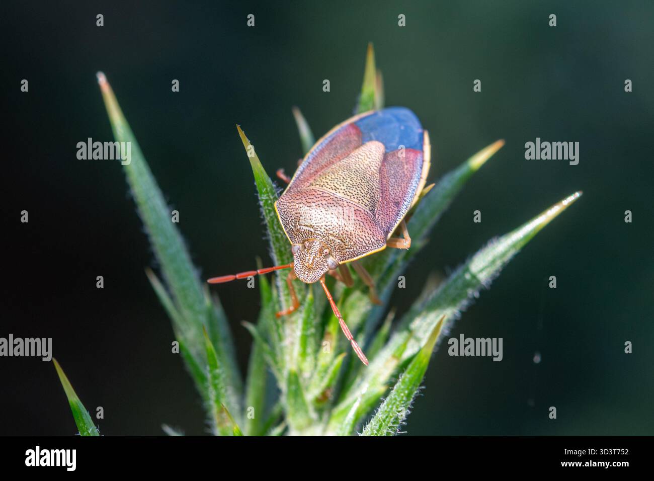 Gorse shieldbug (Piezodorus lituratus) adulto in autunno, Inghilterra, Regno Unito Foto Stock